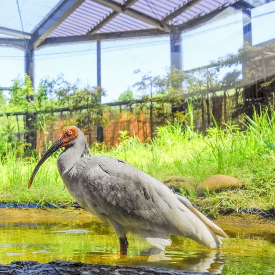 トキの森公園